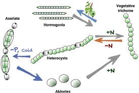 Attēlu rezultāti vaicājumam “Nostoc commune cells”