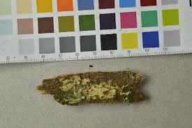 Attēlu rezultāti vaicājumam “Leucogyrophana sororia”