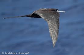 Image result for Fregata aquila