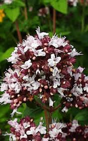 Attēlu rezultāti vaicājumam “Origanum majorana flower”