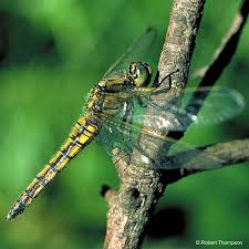 Attēlu rezultāti vaicājumam “Orthetrum cancellatum”