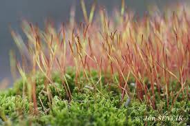 Attēlu rezultāti vaicājumam “Ceratodon purpureus”