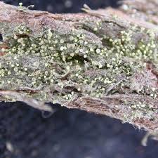 Attēlu rezultāti vaicājumam “Chaenotheca brachypoda”