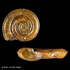 Attēlu rezultāti vaicājumam “Planorbis planorbis”