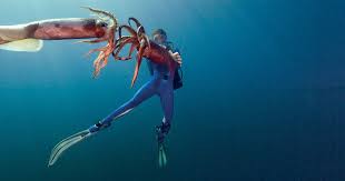 Image result for Dosidicus gigas