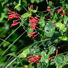 Attēlu rezultāti vaicājumam “Lonicera caerulea var. pallasii flower”