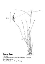 Attēlu rezultāti vaicājumam “Carex flava”