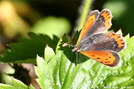 Attēlu rezultāti vaicājumam “Lycaena phlaeas underside”