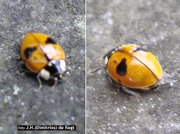 Attēlu rezultāti vaicājumam “Adalia bipunctata imago”