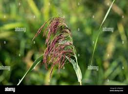 Attēlu rezultāti vaicājumam “Phragmites communis flower”