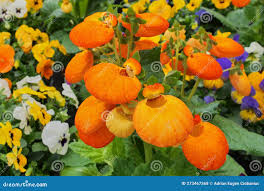 Image result for Calceolaria integrifolia