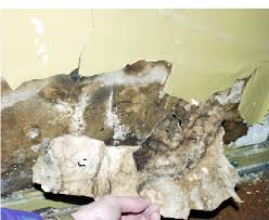 Attēlu rezultāti vaicājumam “Coniophora puteana”