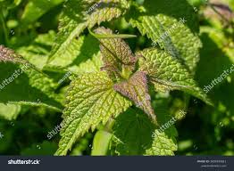 Attēlu rezultāti vaicājumam “Lamium purpureum leaf”