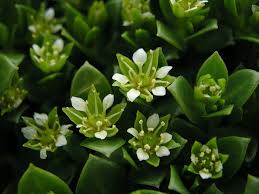 Attēlu rezultāti vaicājumam “Honckenya peploides flower”