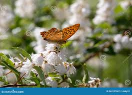 Attēlu rezultāti vaicājumam “Boloria aquilonaris underside”