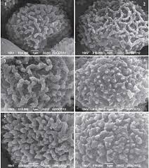 Attēlu rezultāti vaicājumam “Cephalozia lunulifolia”