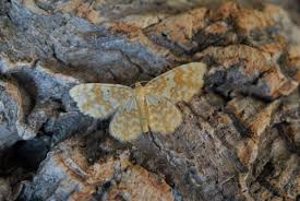 Attēlu rezultāti vaicājumam “Hydrelia flammeolaria”