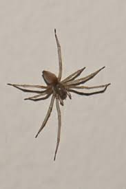 Attēlu rezultāti vaicājumam “Cheiracanthium sp.”