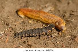 Attēlu rezultāti vaicājumam “Lampyris noctiluca larva”