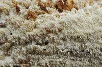 Attēlu rezultāti vaicājumam “Hyphodontia barba-jovis”