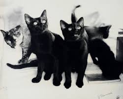 猫次郎에 대한 이미지 검색결과