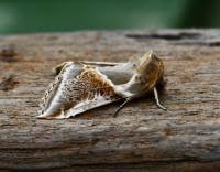 Attēlu rezultāti vaicājumam “Habrosyne pyritoides”