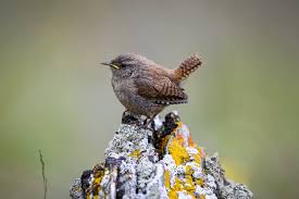 Attēlu rezultāti vaicājumam “Troglodytes troglodytes”