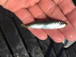 Image result for Clupea pallasii