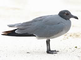 Attēlu rezultāti vaicājumam “Fuligo laevis”