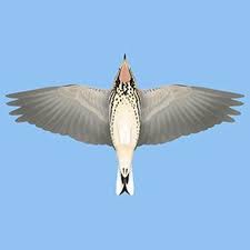 Image result for Anthus cervinus