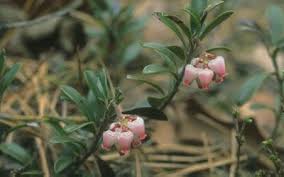 Attēlu rezultāti vaicājumam “Ericaceae”