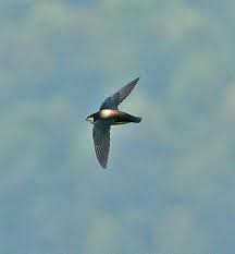 Image result for Hirundapus caudacutus