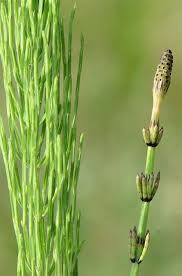 Attēlu rezultāti vaicājumam “Equisetum palustre”