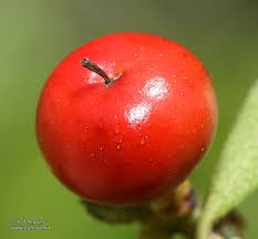 Attēlu rezultāti vaicājumam “Arctostaphylos uva-ursi fruit”