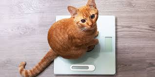 Afbeeldingsresultaat voor katten