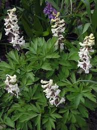 Attēlu rezultāti vaicājumam “Corydalis cava leaf”