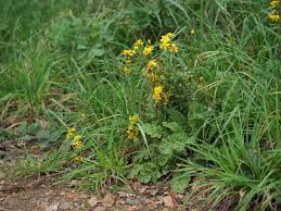 Attēlu rezultāti vaicājumam “Jacobaea vulgaris flower”