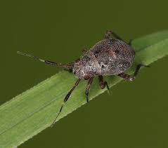 Attēlu rezultāti vaicājumam “Capsus ater”