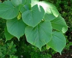 Attēlu rezultāti vaicājumam “Tilia x moltkei”