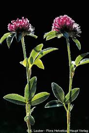 Attēlu rezultāti vaicājumam “Trifolium alpestre flower”