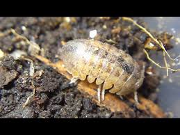 Attēlu rezultāti vaicājumam “Euura brevicornis”