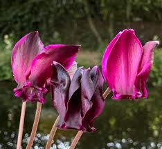 Attēlu rezultāti vaicājumam “Cyclamen hederifolium”