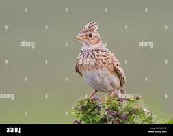 Attēlu rezultāti vaicājumam “Alauda arvensis”