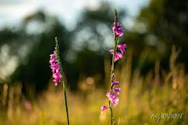 Attēlu rezultāti vaicājumam “Gladiolus imbricatus flower”