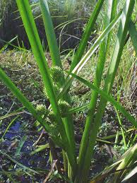 Attēlu rezultāti vaicājumam “Sparganium erectum aggr.”
