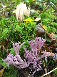 Attēlu rezultāti vaicājumam “Clavulina amethystina”