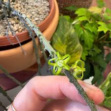 Attēlu rezultāti vaicājumam “Diachea muscorum stalked”