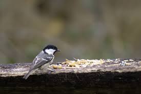 Attēlu rezultāti vaicājumam “Periparus ater adult”