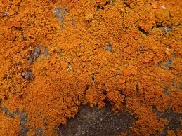 Attēlu rezultāti vaicājumam “Xanthoria candelaria”