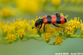 Attēlu rezultāti vaicājumam “Trichodes apiarius”